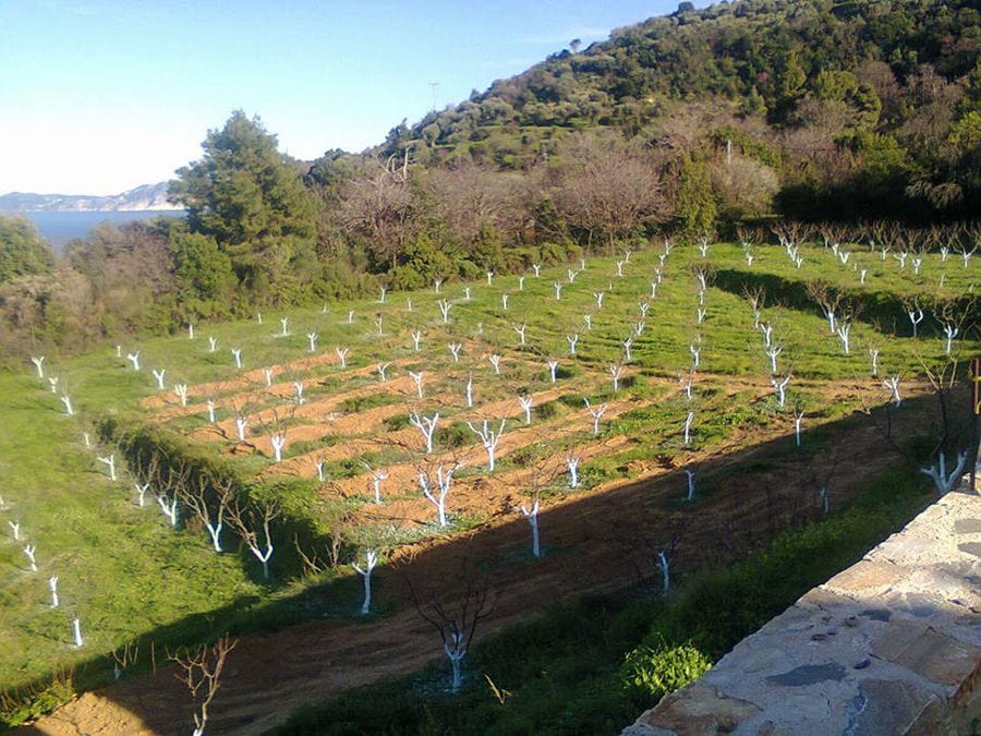 view from above of rows of prune trees surrounded by green grass and trees at 'Gripioti Farm'